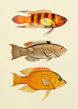 The Fishes