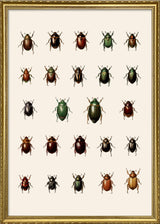 Coleoptera VI