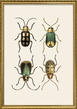 Coleoptera VII detail