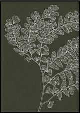 Ferns