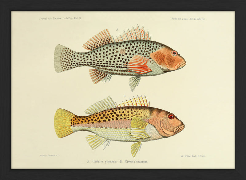 Two Hawkfish (Cirrhites Polytictus and Hemistictus). Mini Print