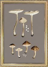 Group of Small Fungi. Mini Print