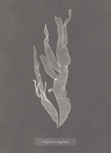 Algae Halymenia Ligulata.
