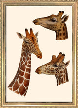 Giraffes. Mini Print