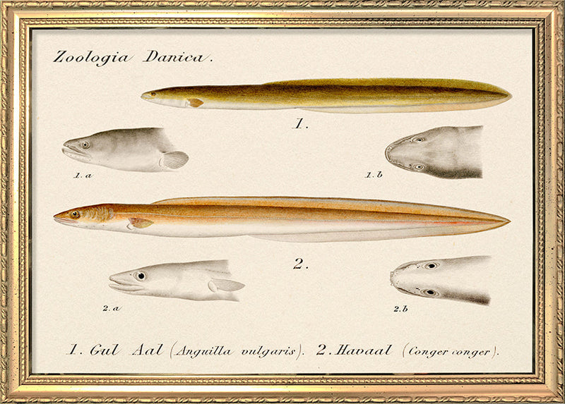 Zoologia Danica Gul Aal (Anguilla Vulgaris) & Havaal (Conger Conger). Mini Print