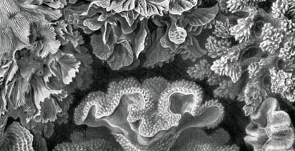 Ernst Haeckel