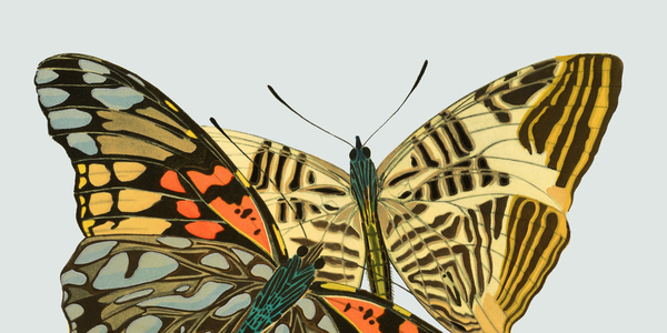 En kort fortælling om sommerfuglens plads i kunsten