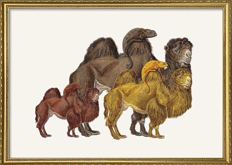 Camels and Chameleons