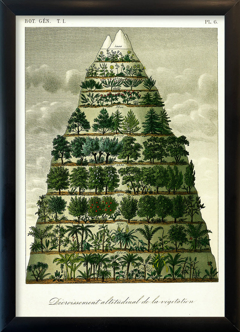 Mountain and Vegetation I. Mini Print