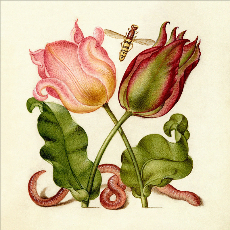 Worm and Tulips