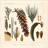 Pinus Monticola - Outlet