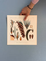 Pinus Monticola - Outlet