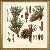 Pinus Pungens