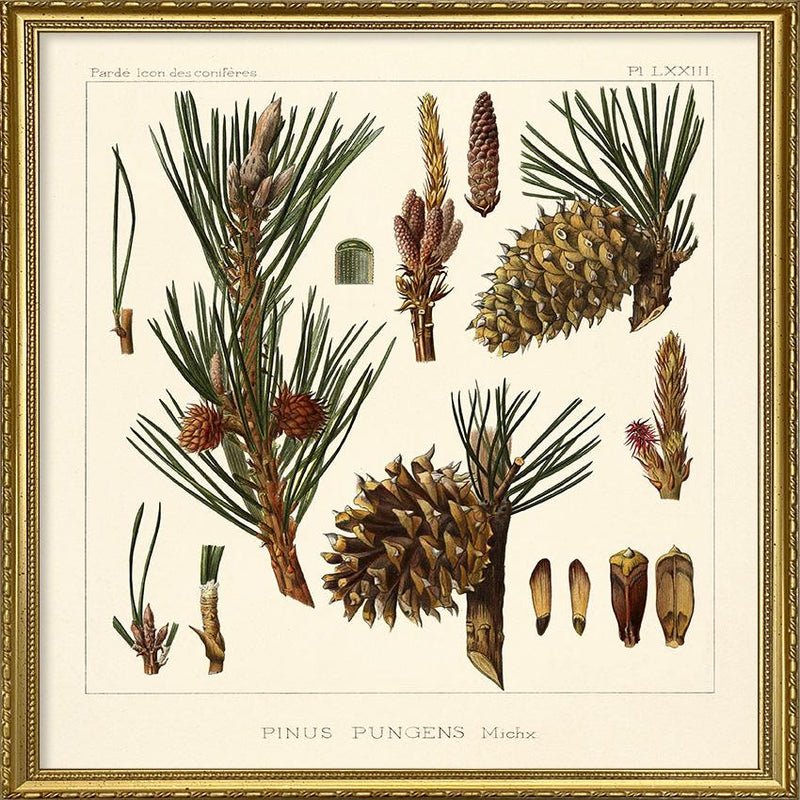 Pinus Pungens