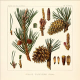 Pinus Pungens - Outlet