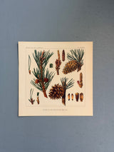 Pinus Pungens - Outlet