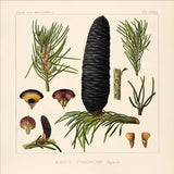 Abies Pindrow - Outlet