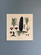 Abies Pindrow - Outlet