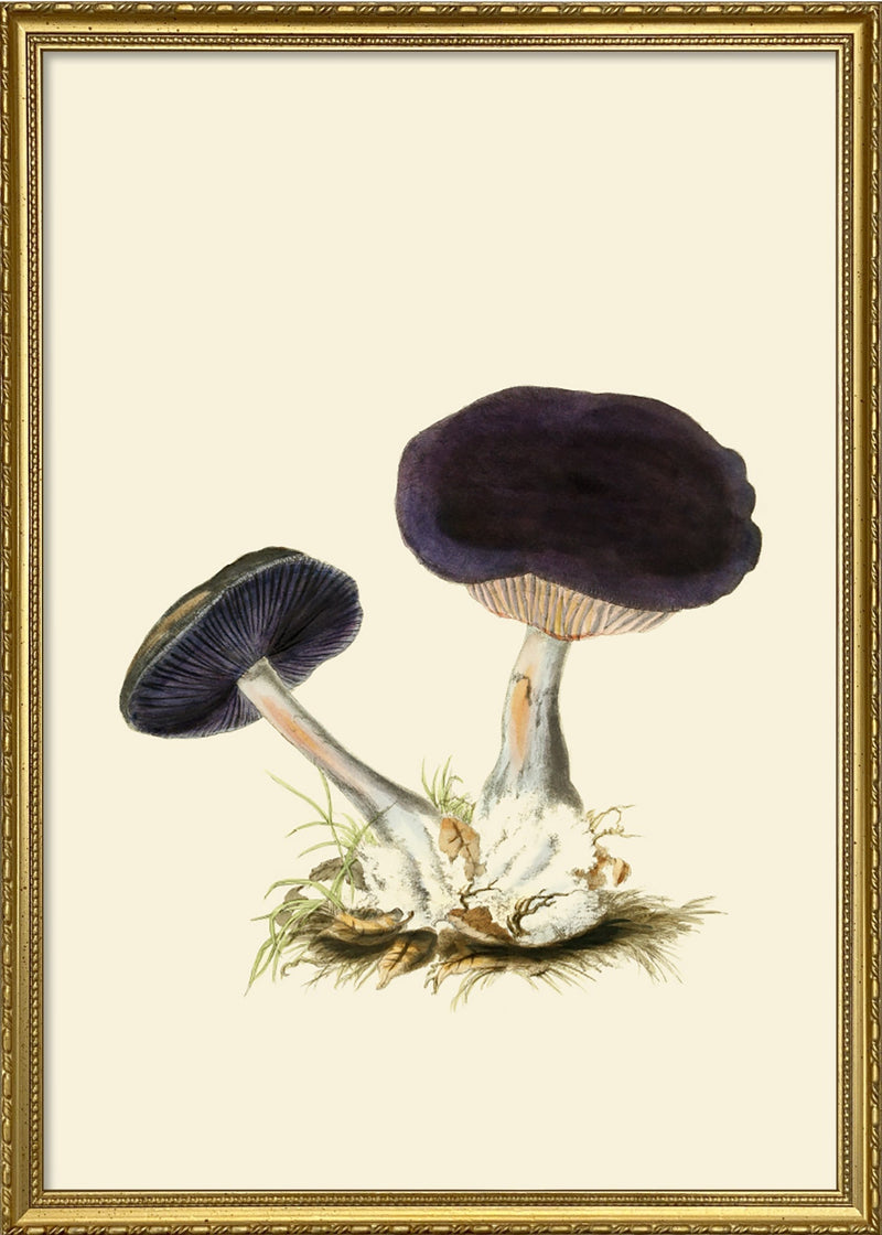Fungi II