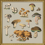Fungi X