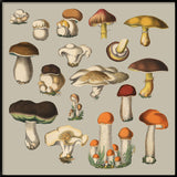 Fungi XI