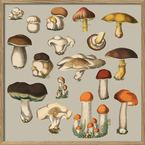 Fungi XI