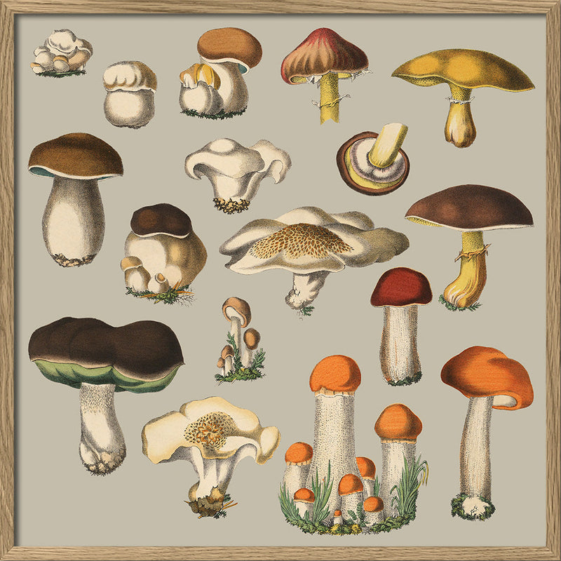 Fungi XI