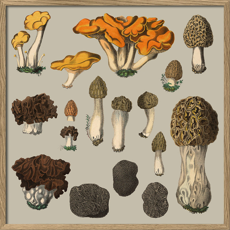 Fungi XII