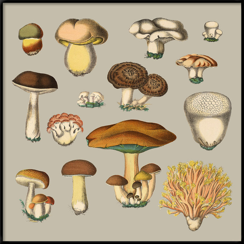 Fungi XIII