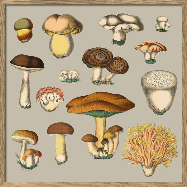 Fungi XIII