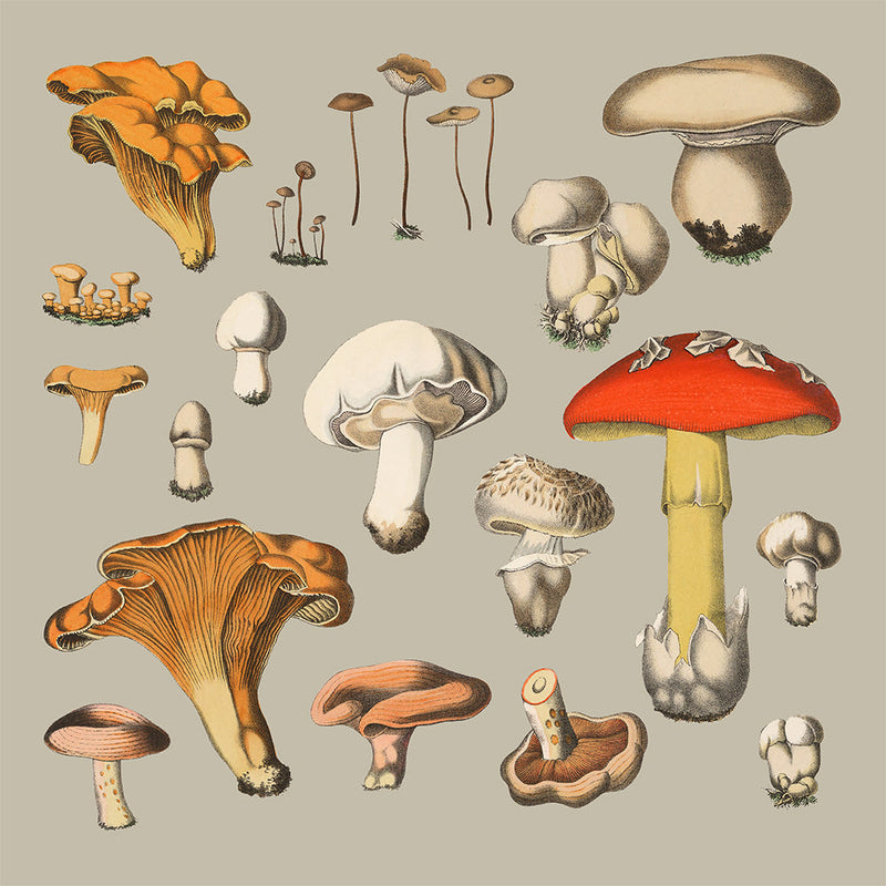 Fungi XIV