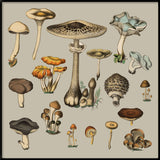 Fungi XV