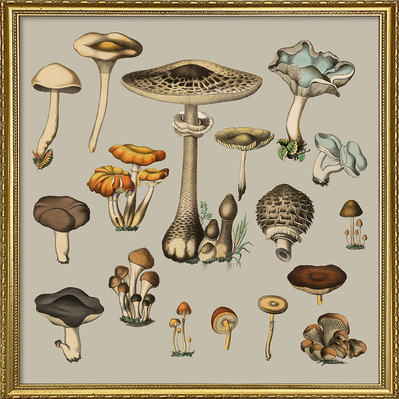 Fungi XV