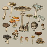 Fungi XV