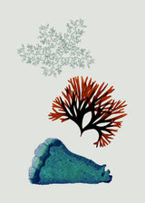 Triple Algae including Big Blue