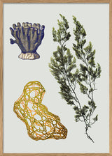 Triple Algae including Big Green