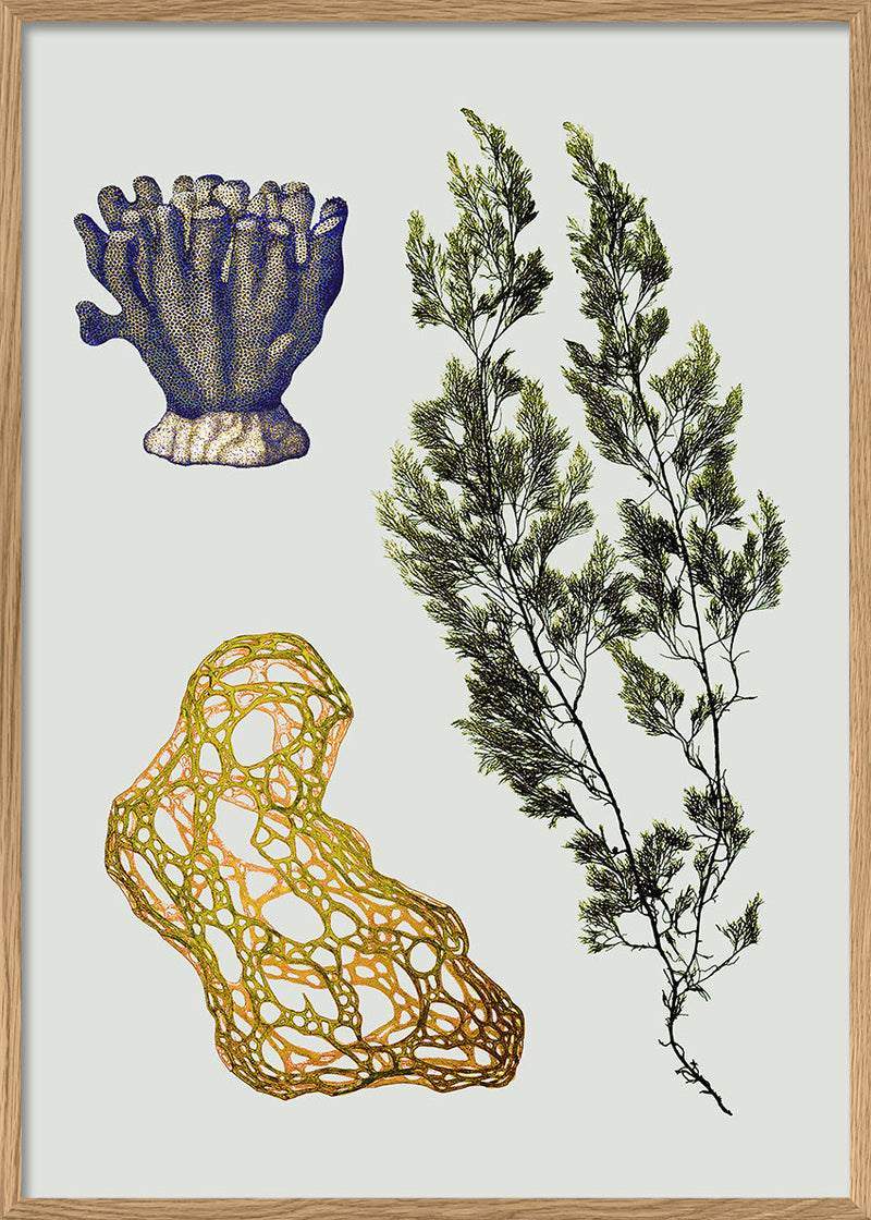 Triple Algae including Big Green