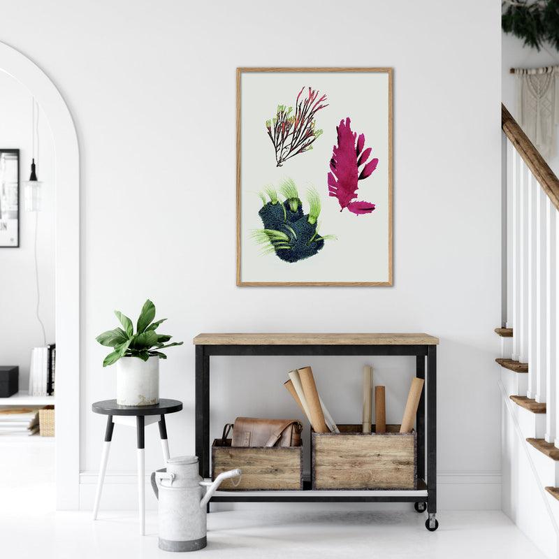 Triple Algae including Purple Thing