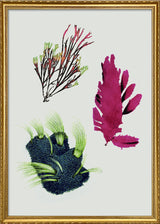 Triple Algae including Purple Thing