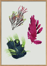 Triple Algae including Purple Thing