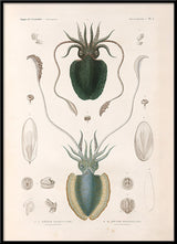 Mollusques - Pl. 1