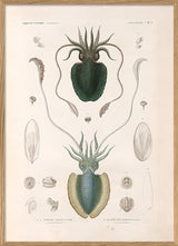 Mollusques - Pl. 1