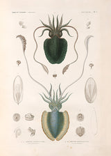 Mollusques - Pl. 1