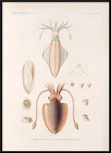 Mollusques - Pl. 2