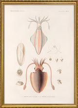 Mollusques - Pl. 2