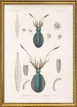 Mollusques - Pl. 3