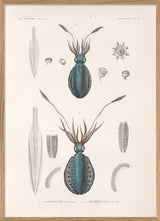 Mollusques - Pl. 3