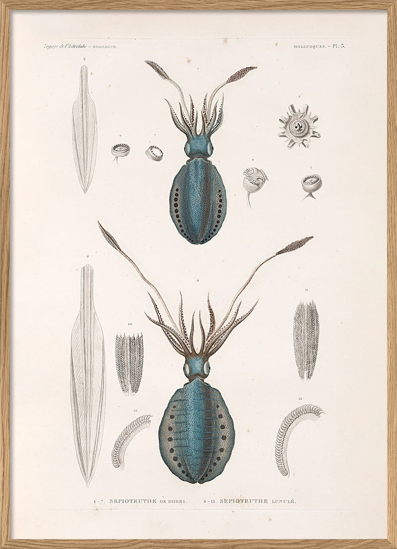 Mollusques - Pl. 3