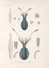 Mollusques - Pl. 3