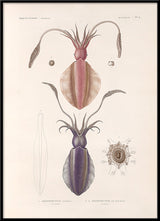 Mollusques - Pl. 4